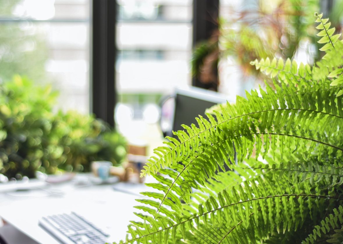 Pactul Verde European – o premisă pentru combaterea poluarii